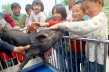 有保姆有出生證，黑豬明星更著風(fēng)采 