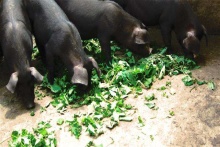 齊魯首屆康博會(huì)亮彩泉城廣場(chǎng)，百強(qiáng)榜出爐，濟(jì)南打造國際康養(yǎng)名城 