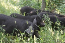 中華豬發(fā)聲，過得不好，誰也吃不到好肉 