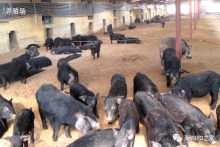 徒河食品——新一代綠色養(yǎng)殖業(yè) 