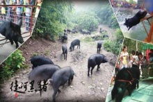 源起黑豬，徒河之路新農(nóng)人產(chǎn)銷一家，鑄夢(mèng)健康新食代