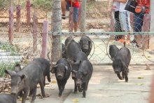 徒河黑豬告訴你什么叫做運動健將，看它如何瘦身的