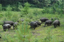 我為豬狂，誰在狂！從黑豬說起徒河事兒 
