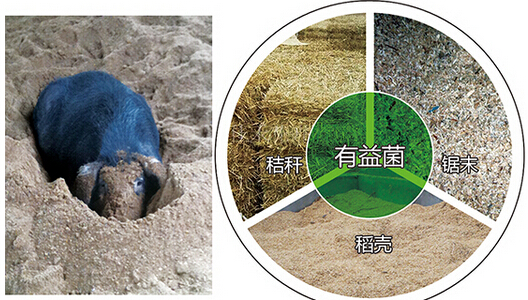 綠色生態(tài)豬肉