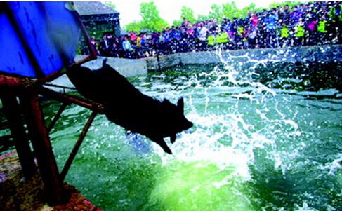 快活林幸福豬 健康黑豬肉